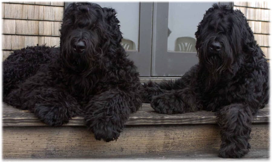 Черные терьеры лежат у двери дома