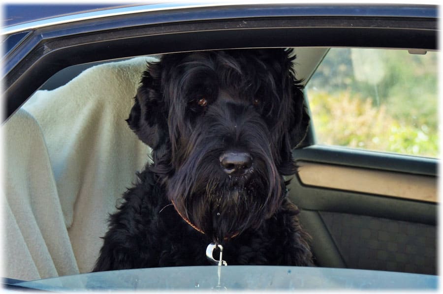 Черный терьер в машине