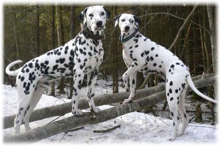 Далматинцы в лесу