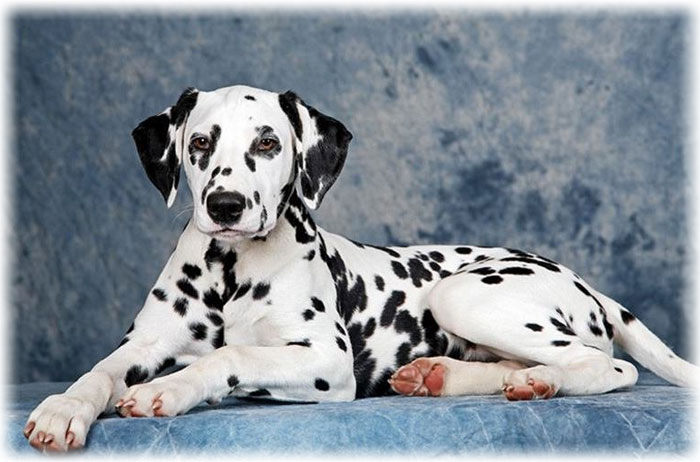 Собака позирует на фото