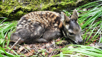 кабарга малыш