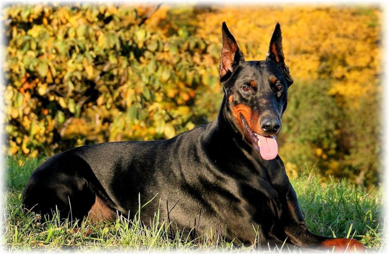 Beskrivelse av rasen Doberman Pinscher