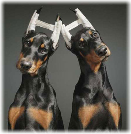 Dobermann pinscher med oppreiste ører