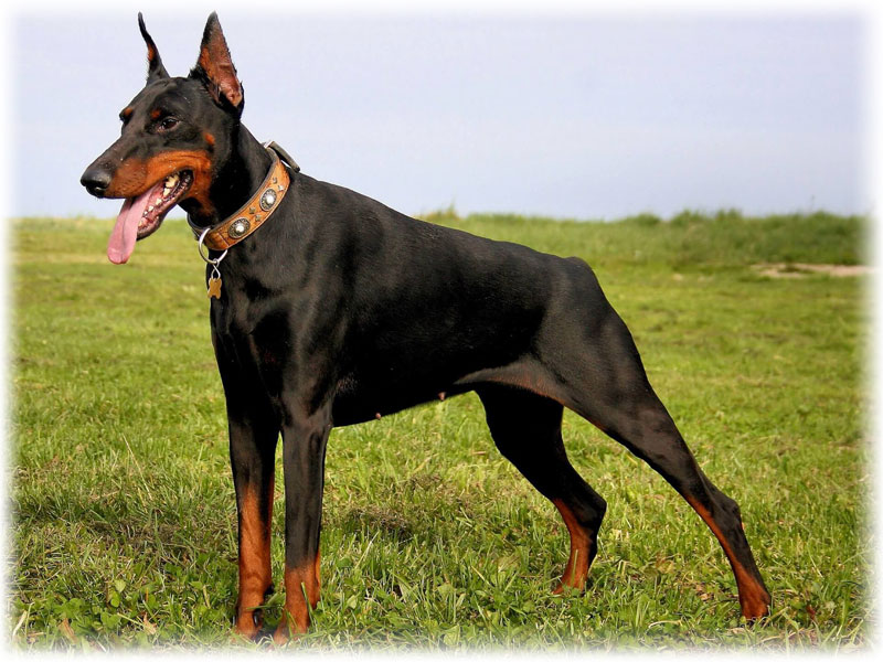 Dobermann pinscherhund står sidelengs