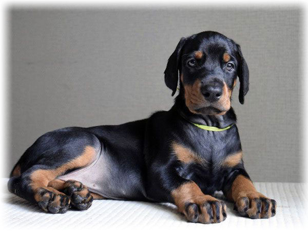 Doberman pinscher valp liggende