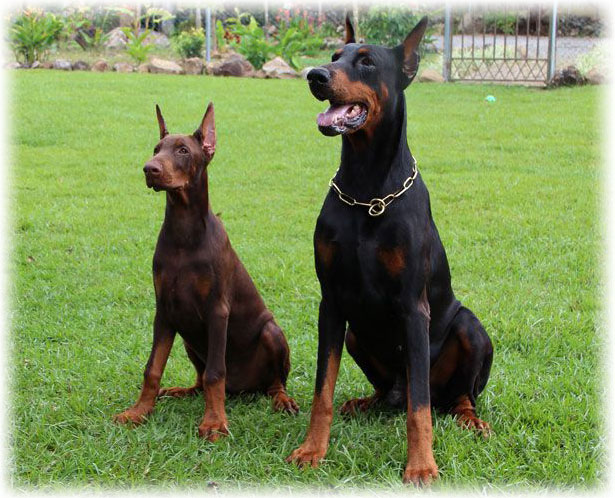 Stor og liten pinscher