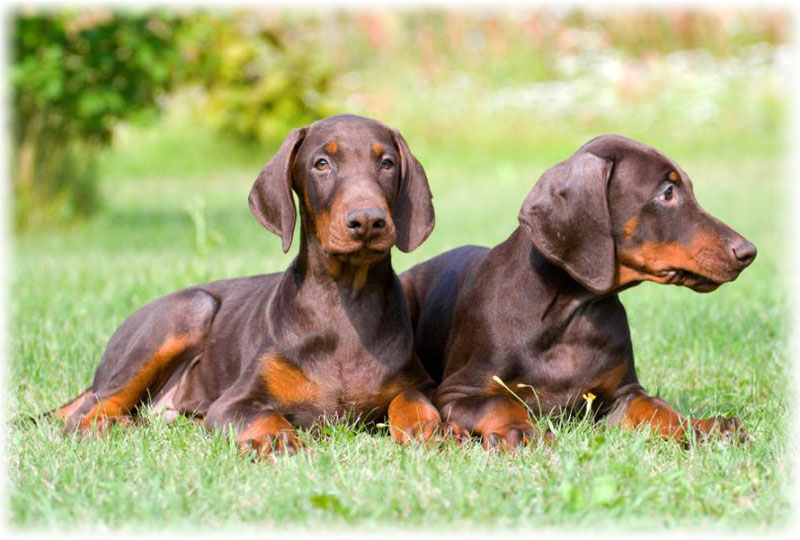 To sjokolade Doberman pinscher valper