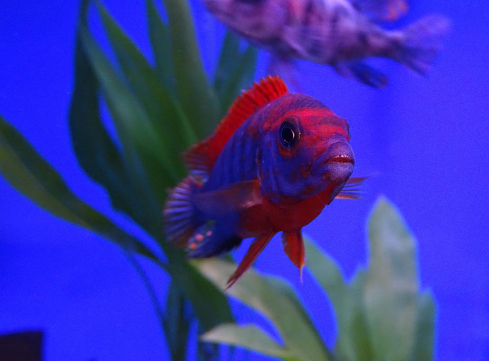 Лабидохромис Хонги Кимпума ред