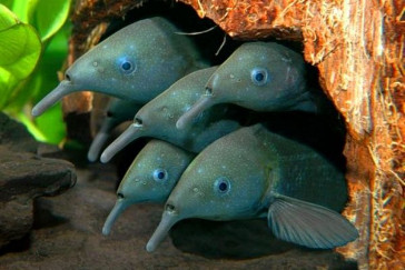 Группа нильских слоников Группа нильских слоников