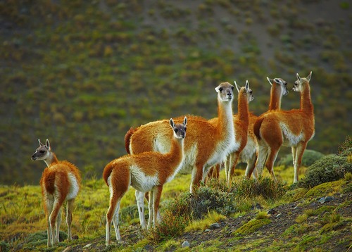 Лама-животное-Описание-и-образ-жизни-ламы-4