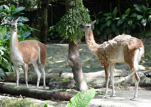 Лама-животное-Описание-и-образ-жизни-ламы-5