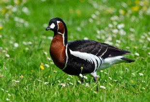 Казарки или Чёрные гуси (латинское название Branta ruficollis)