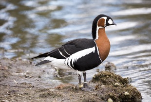 Казарки питаются исключительно растительной пищей