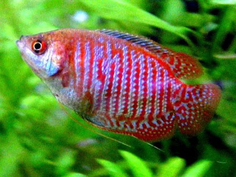 Кормление лялиусов