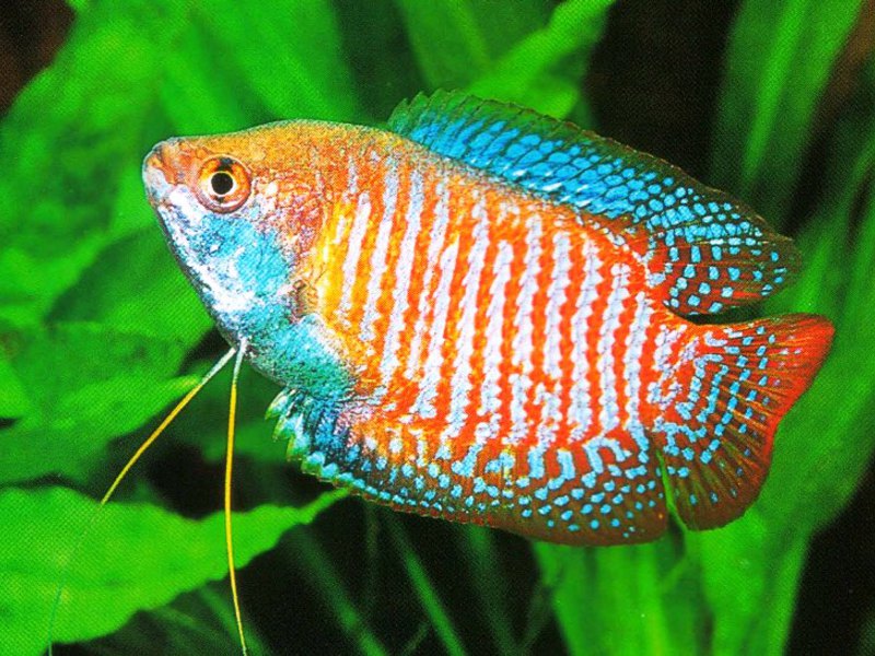 Уход за лялиусами