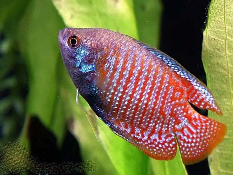 Лялиусы дружелюбные и пугливые