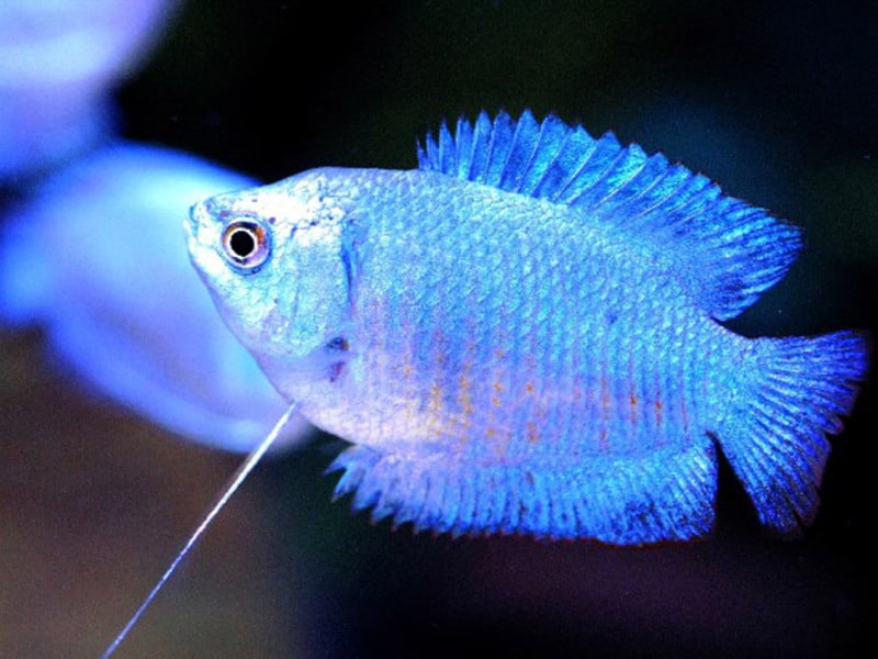 Описание аквариумной рыбк и лялиус