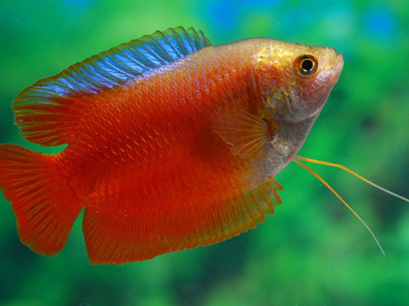 Содержани елялиусов