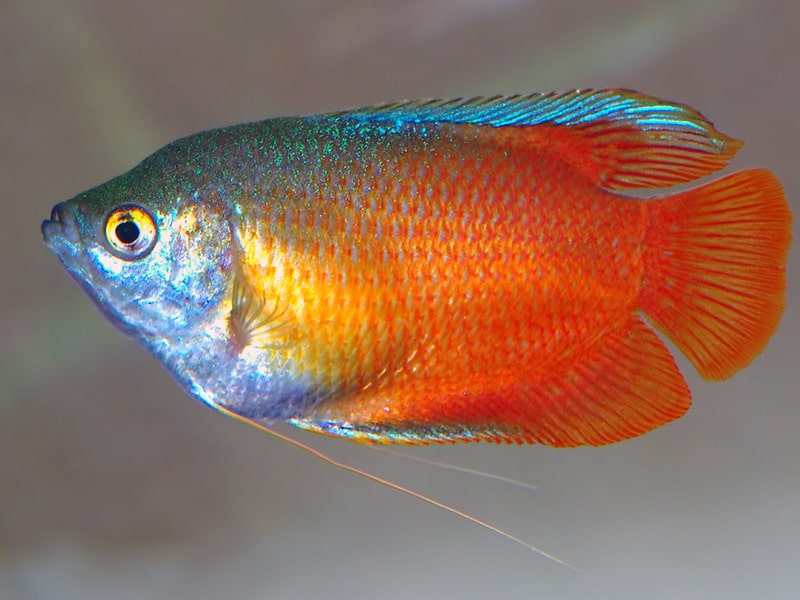 Кормление лялиуса