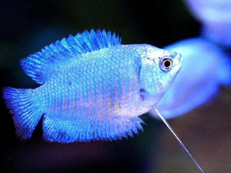 Лялиусы дружелюбные и пугливые