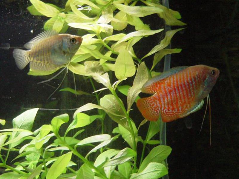 Как содержать лялиусы