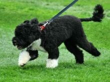 Португальская водяная собака — описание породы, нюансы ухода и воспитания собаки