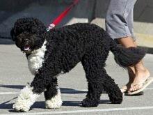 Португальская водяная собака — описание породы, нюансы ухода и воспитания собаки