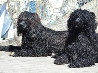 Португальская водяная собака — описание породы, нюансы ухода и воспитания собаки