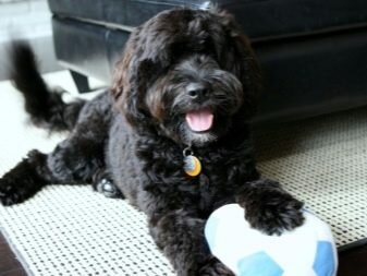 Португальская водяная собака — описание породы, нюансы ухода и воспитания собаки