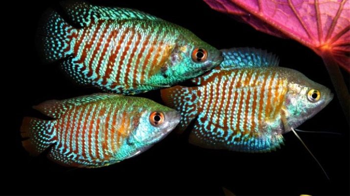 Лялиус: описание, содержание в аквариуме