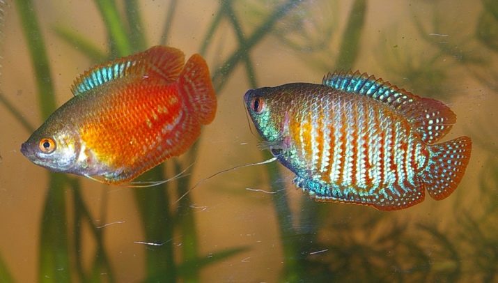 Лялиус: описание, содержание в аквариуме