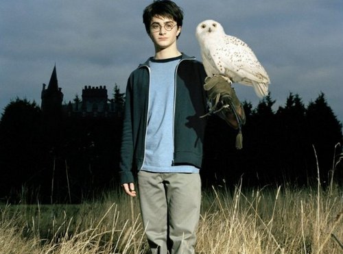 Белая сова - фото, описание, ареал, рацион, популяция