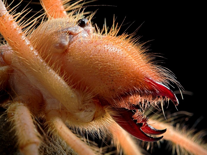 Паук-Фаланга-Описание-и-повадки