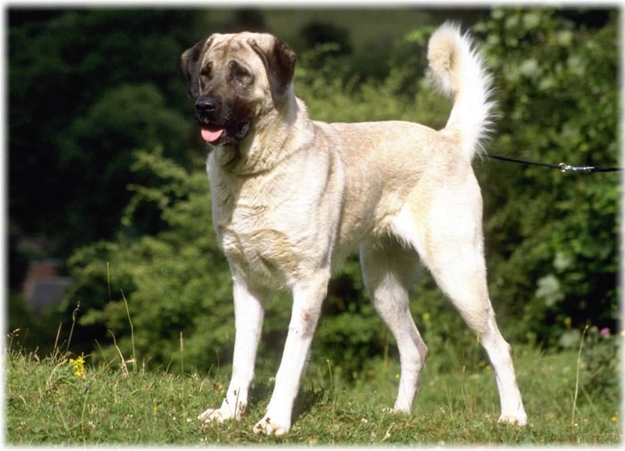 описание породы кангал овчарка