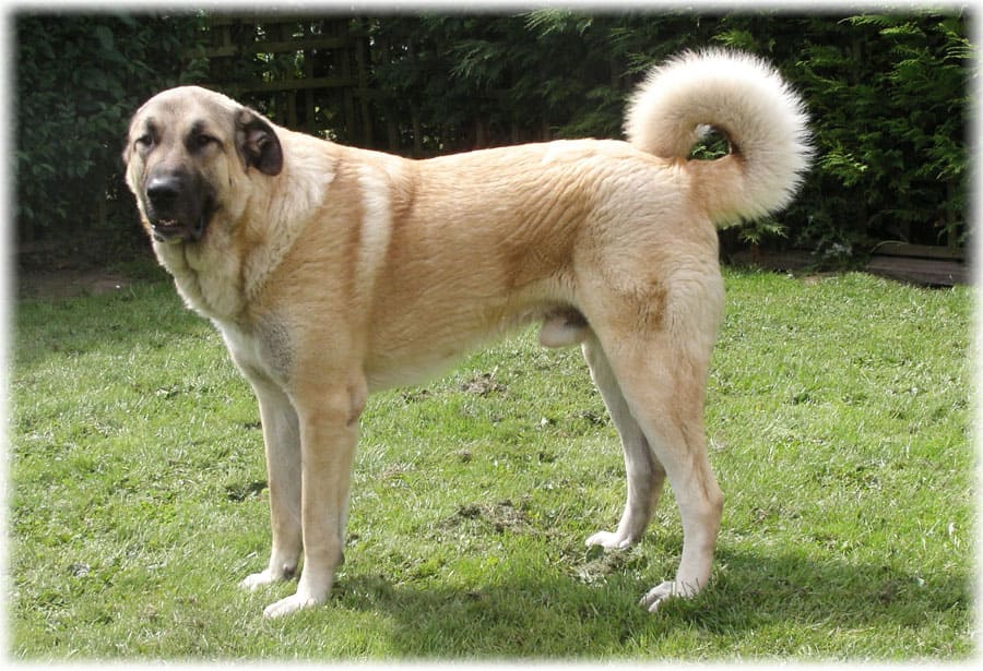 описание породы кангал - телосложение