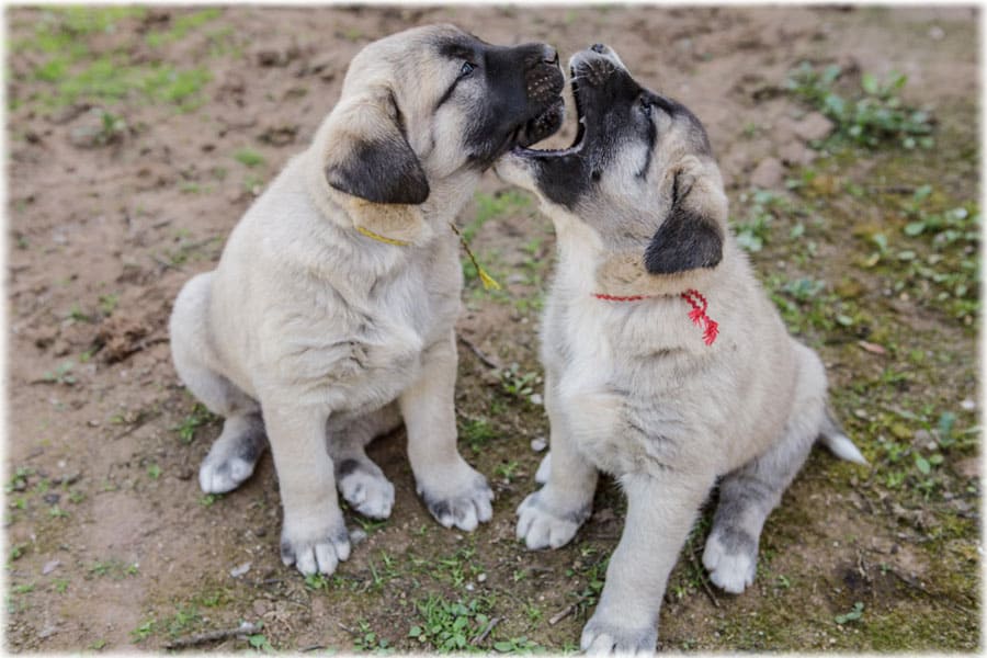 Дрессировка кангала