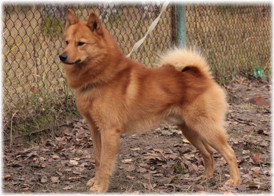 Карело-финская лайка в боковой стойке