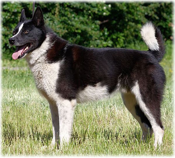 Собака в ожидании команды