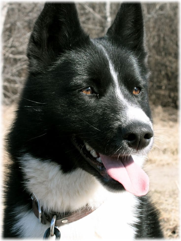 Собака смотрит на хозяина