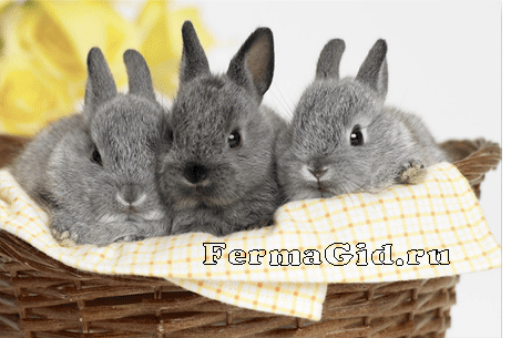 Содержание и уход за карликовыми кроликами карликовые кролики в корзинке