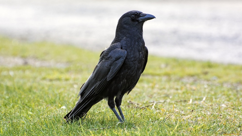 птица, прилетающая премиями с юга