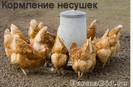 Кормим кур-несушек