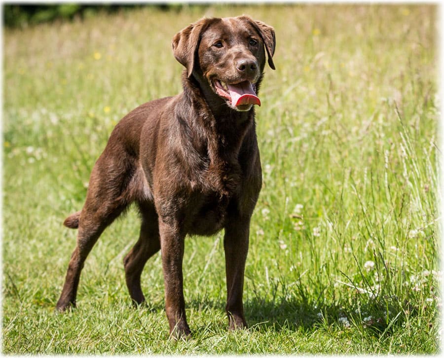 Описание породы лабрадор ретривер