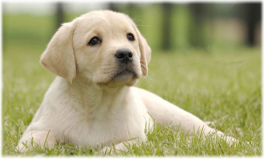 Питание лабрадора ретривера