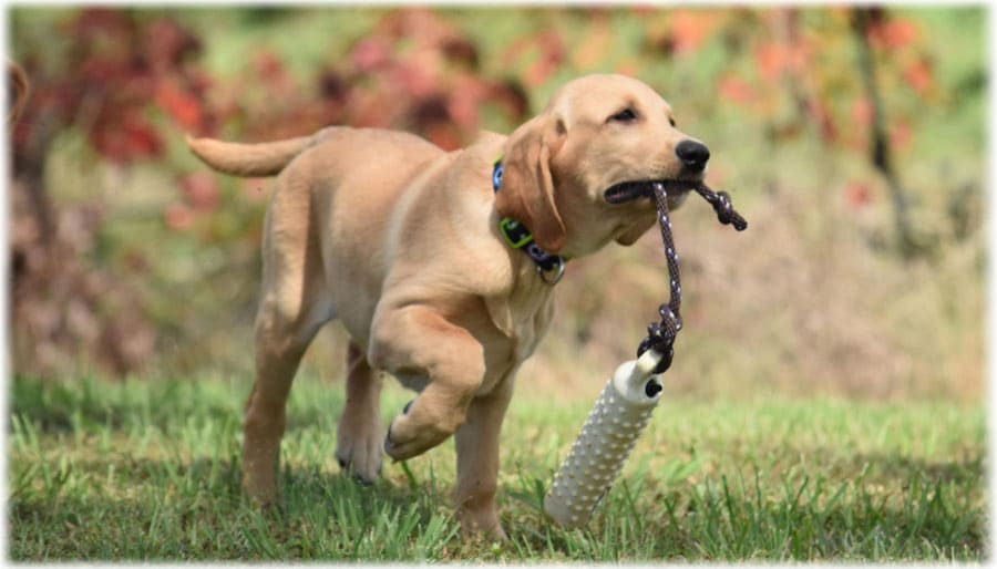 Щенок играет на улице