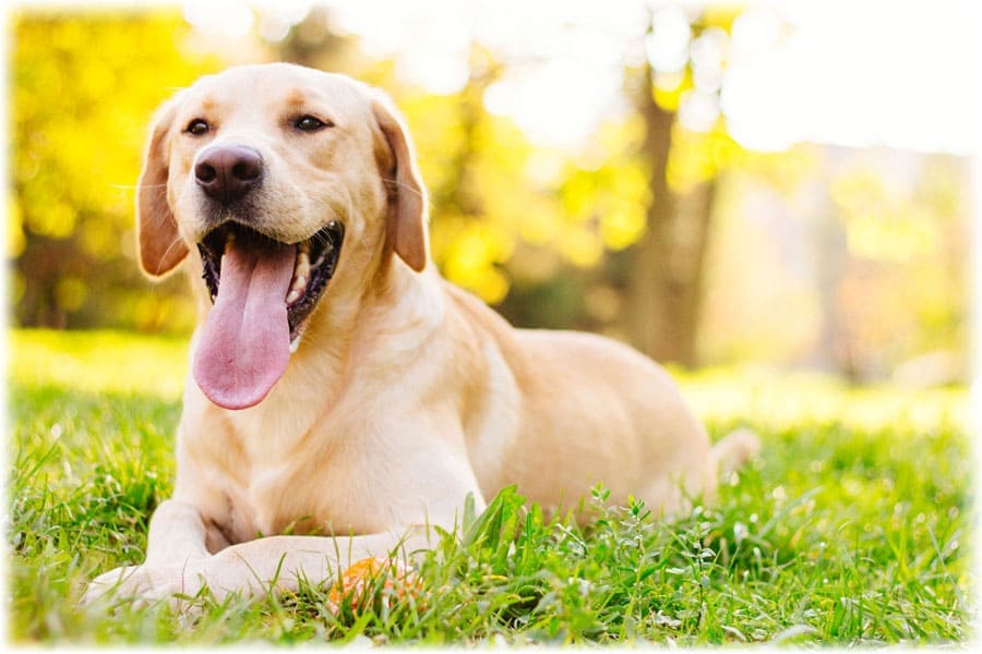 Кровать для собаки