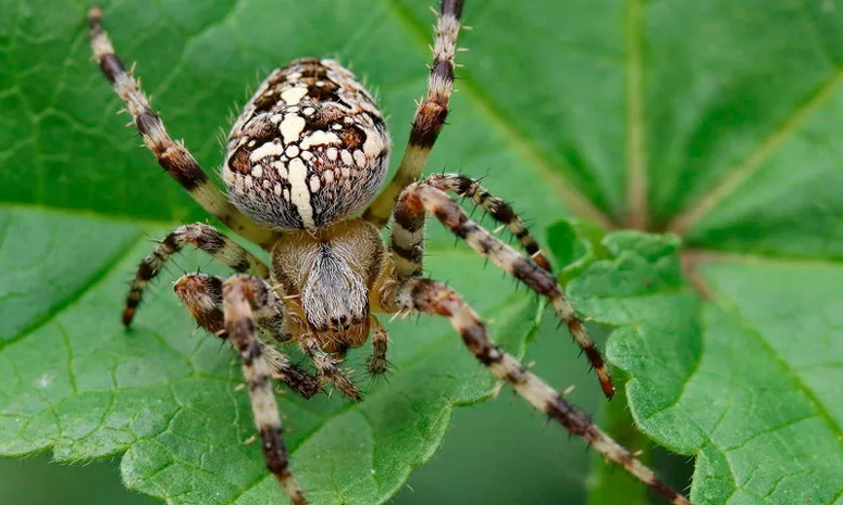Паук-крестовик