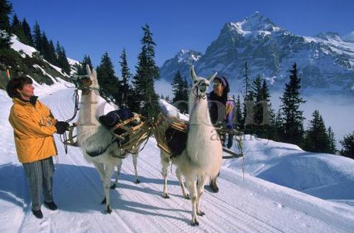 Лама-животное-Описание-и-образ-жизни-ламы-2