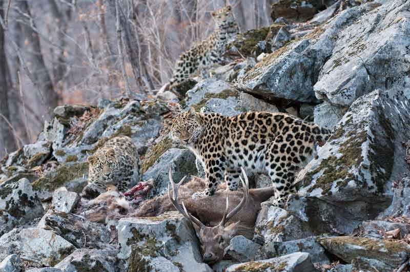 Дальневосточный леопард - описание животного, особенности, виды, среда обитания