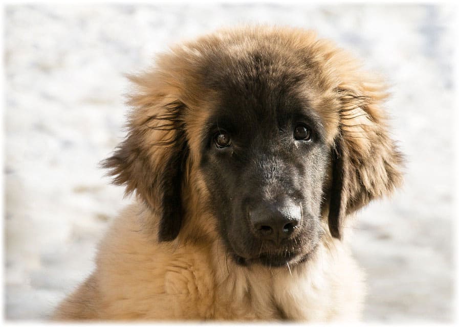 Щенок леонбергера